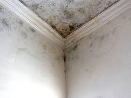  Summerville, GA Mold Removal & Remediation Pros